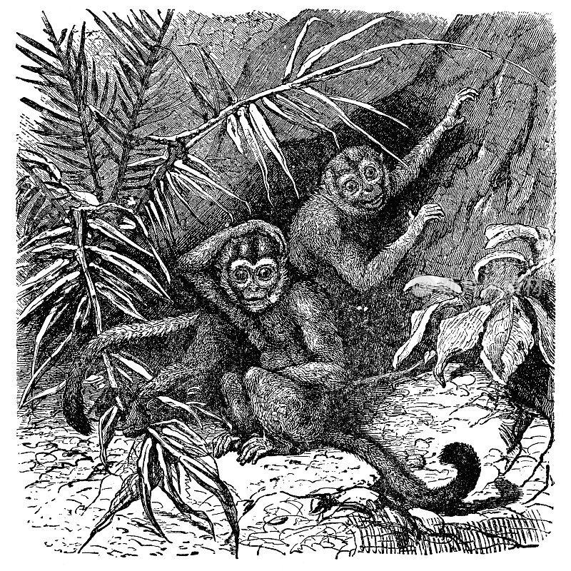 三条纹夜猴(Aotus Trivirgatus) - 19世纪